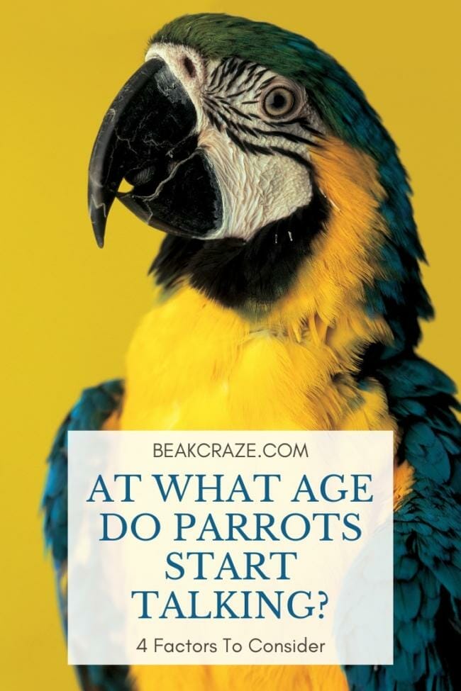 At what age do parrots start talking?