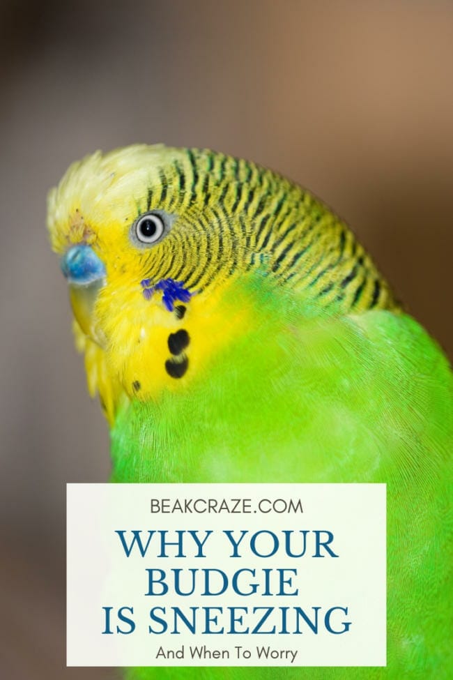 Why is my budgie sneezing?