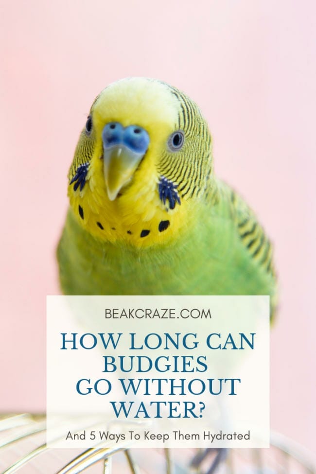 How long can budgies go without water?
