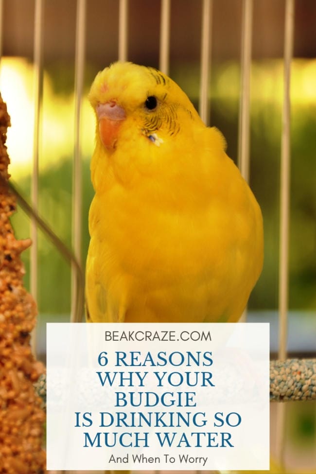 Why is my budgie drinking so much water?