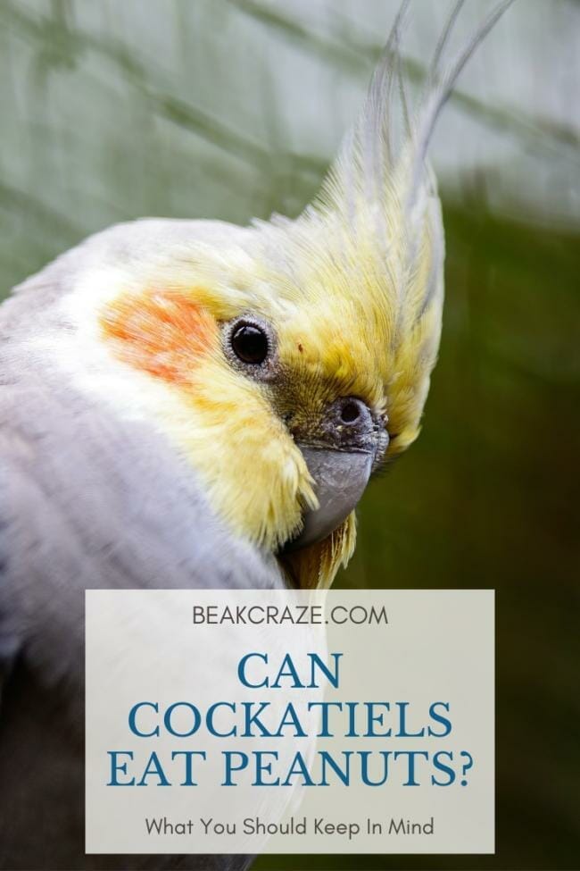 Can Cockatiels eat peanuts?