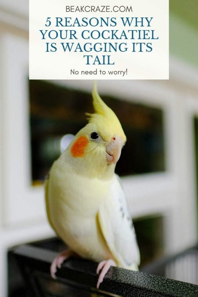 Why is my cockatiel wagging its tail?