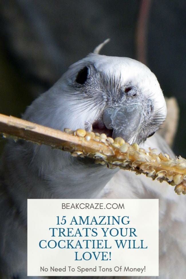 Homemade bird outlet treats for cockatiels