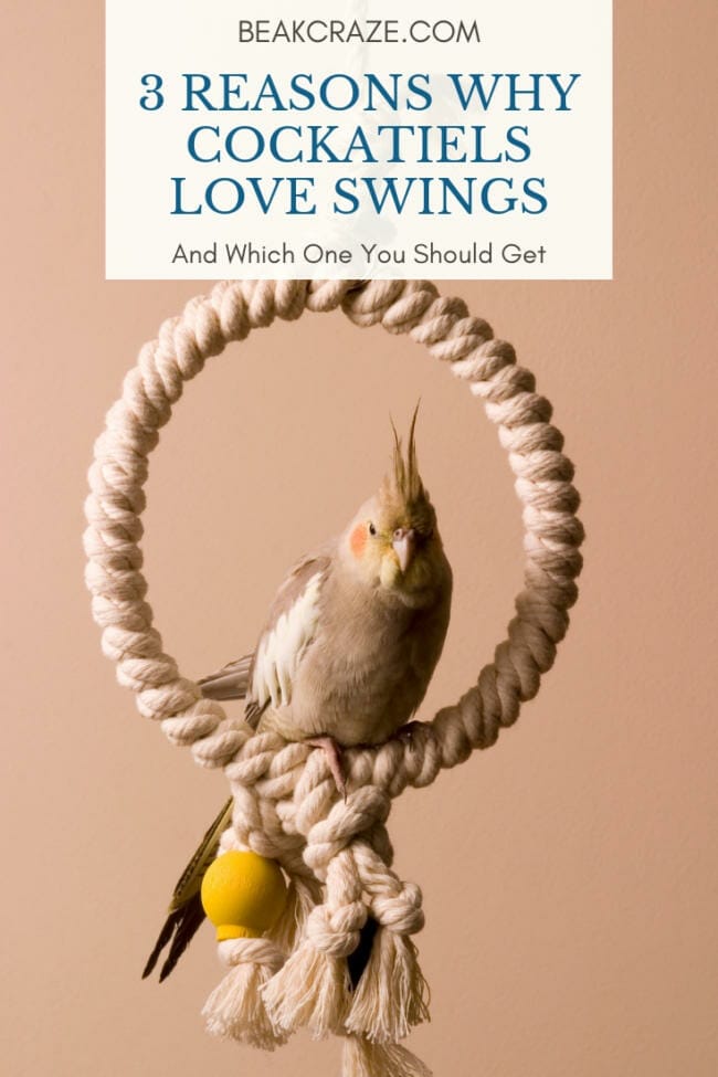 Do cockatiels like swings?