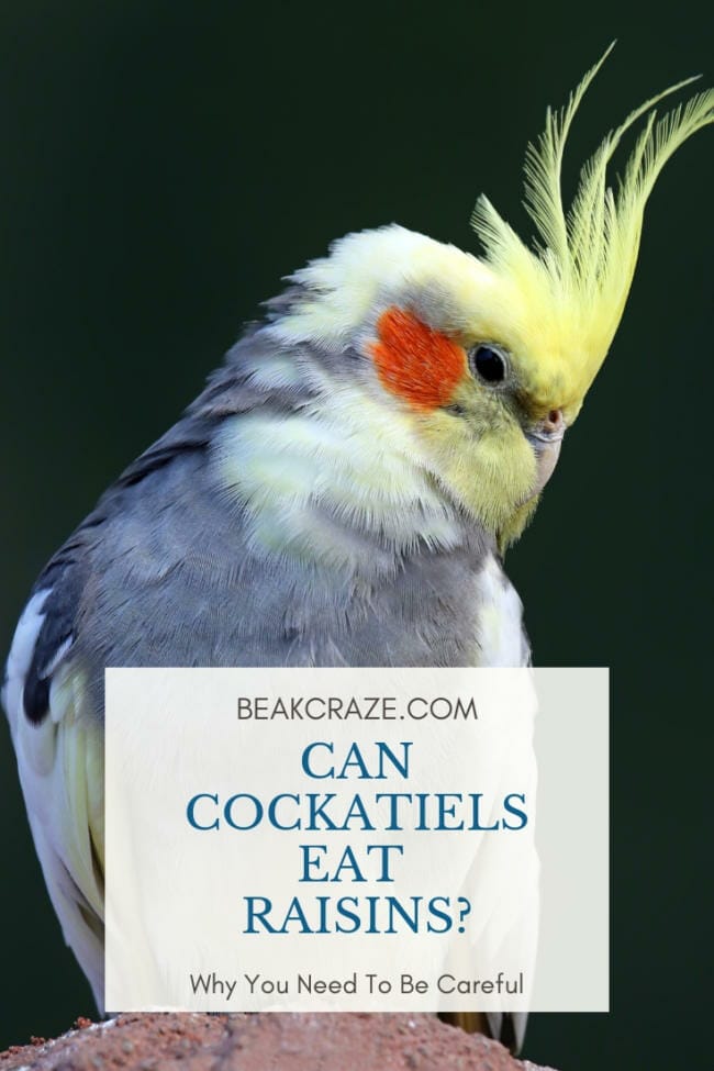 Can Cockatiels eat raisins?