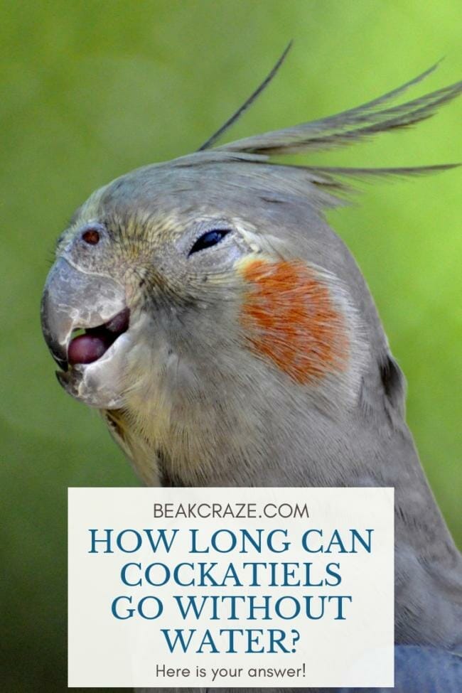 How long can cockatiels go without water?