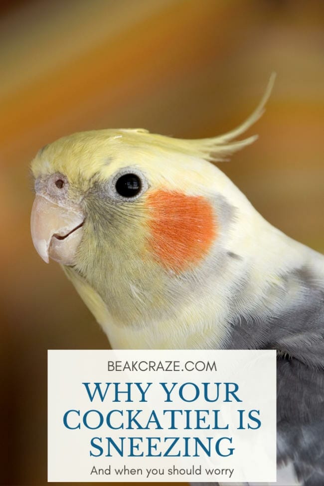 Your Cockatiel Is Sneezing? Here Is What You Should Know
