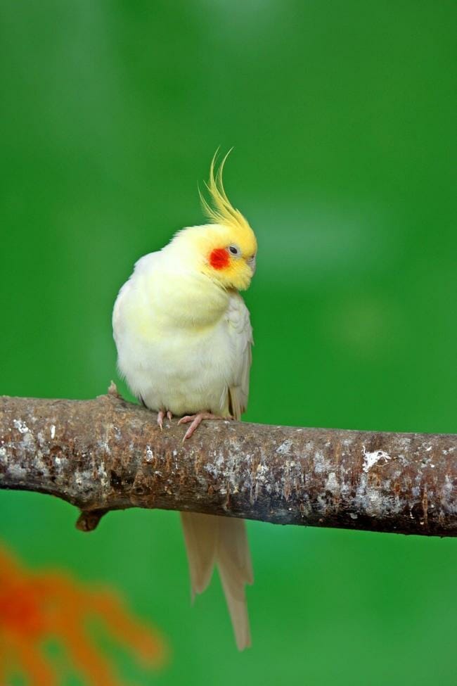 Are raisins okay for Cockatiels?