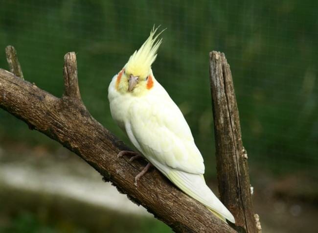 Can Cockatiels die from eating cauliflower?
