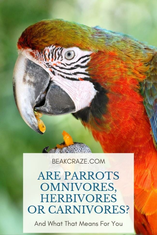 Are parrots omnivores, herbivores or carnivores?