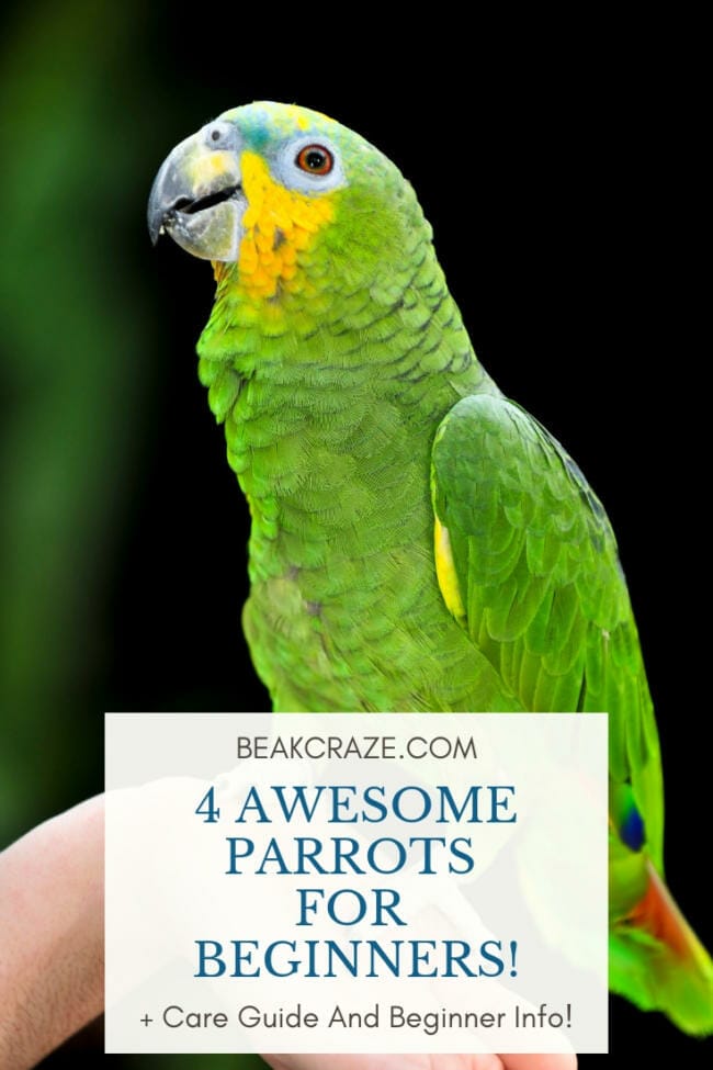 best parrots for beginners