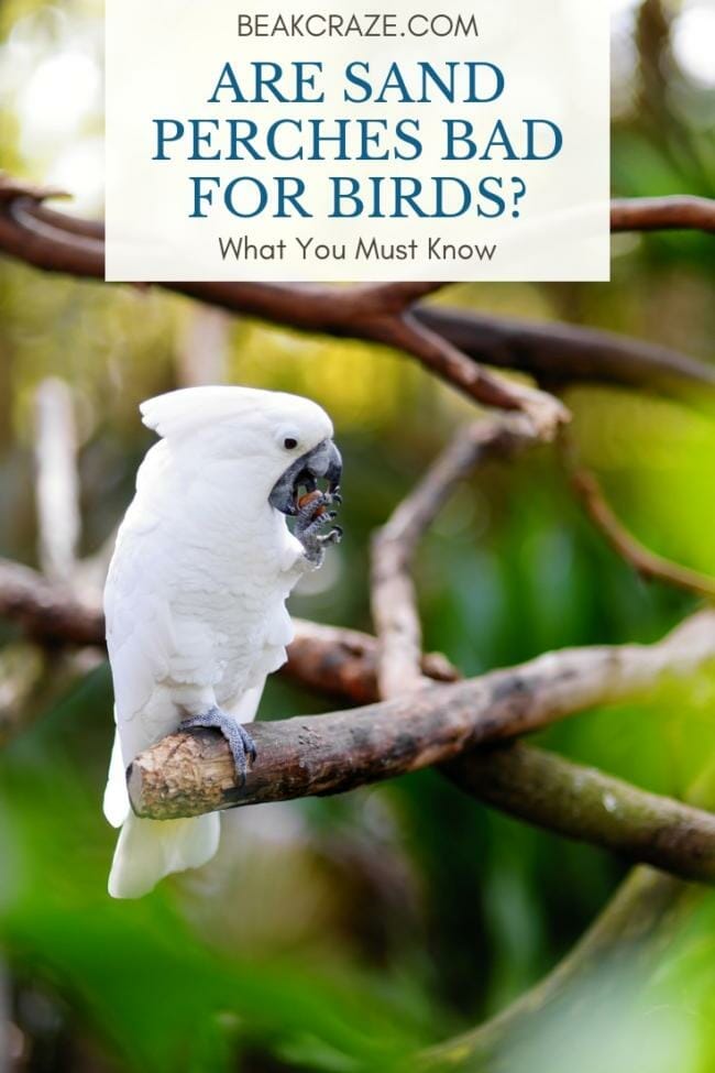 Are sand perches bad for birds?