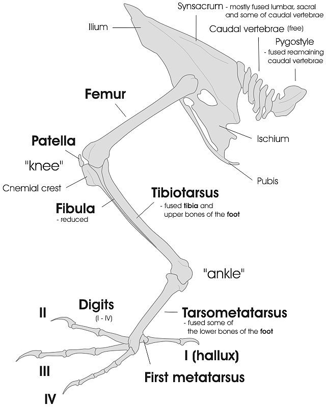 Bird_leg_and_pelvic_girdle_skeleton_EN