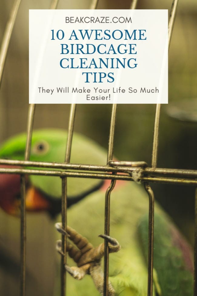 Bird cage cleaning tips
