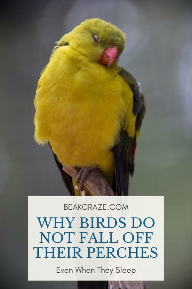 Why don´t birds fall off their perches when they sleep?