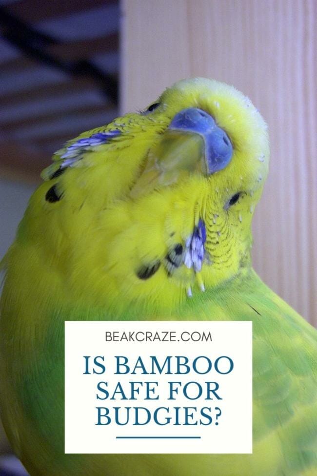 Is bamboo safe for budgies?