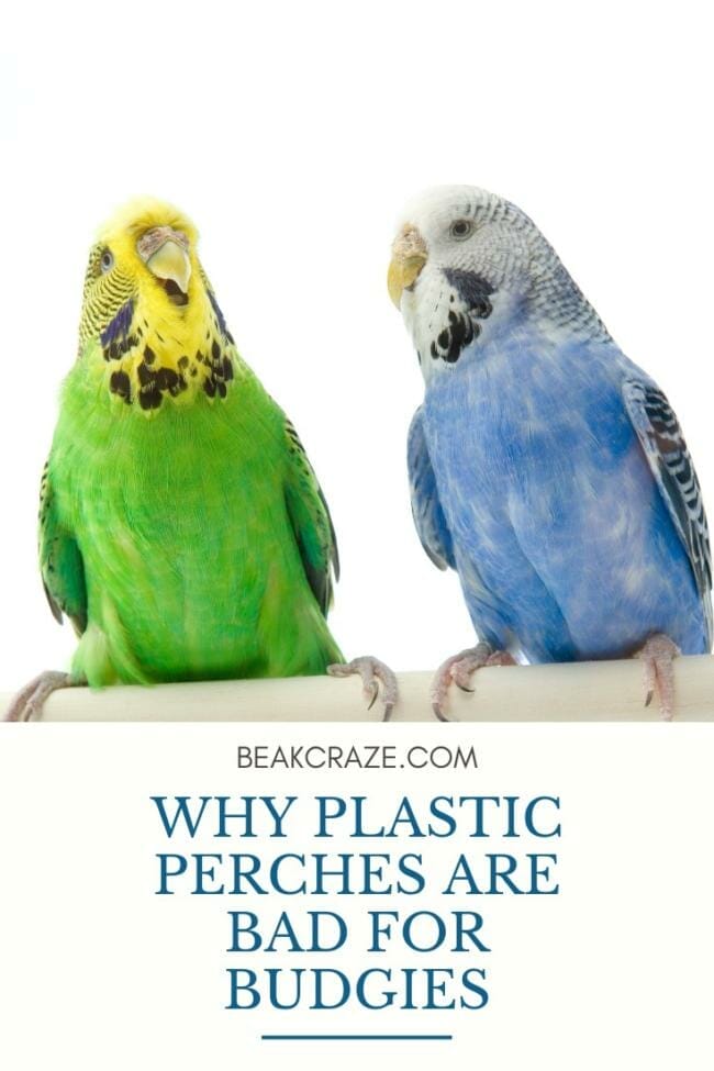 Plastic parakeet deals