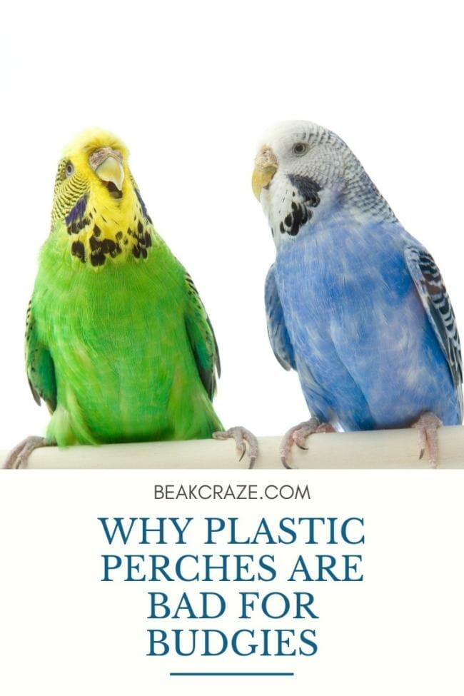 Are plastic perches bad for budgies?