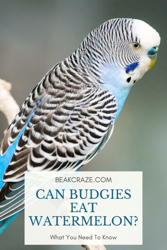 Can budgies eat watermelon?