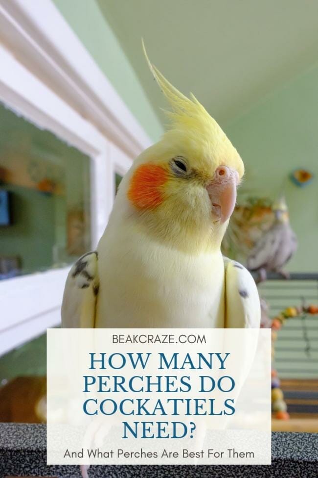 How many perches do Cockatiels need?