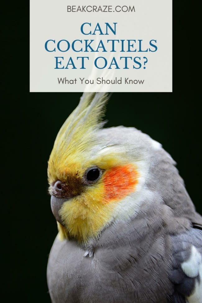 Can Cockatiels Eat Oats?