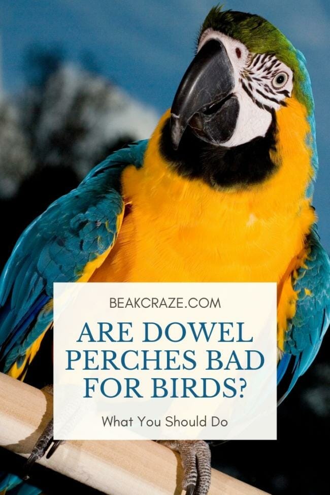 are dowel perches bad for birds?