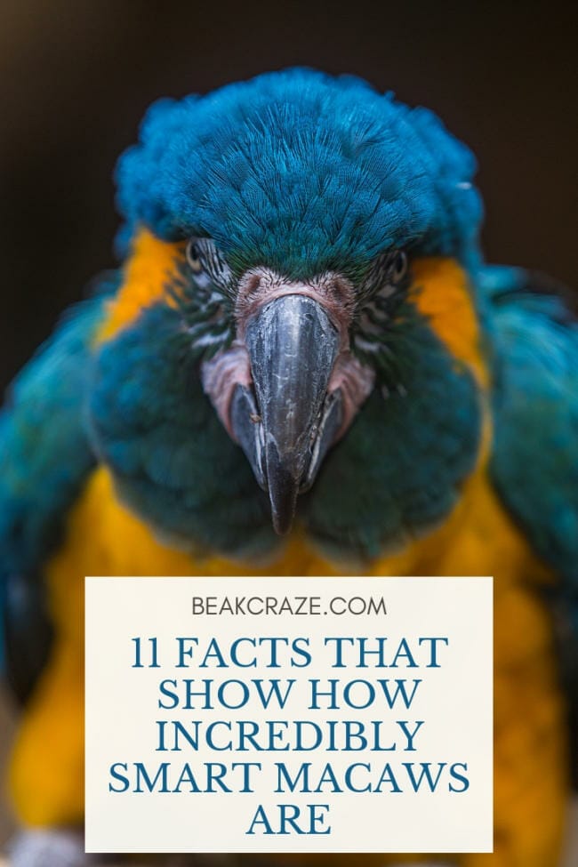 Are Macaws Intelligent?