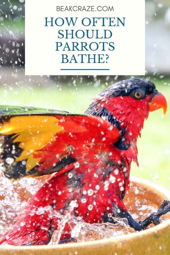 How often should parrots bathe?