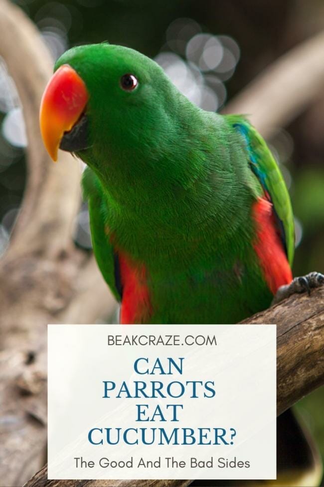 Can Parrots Eat Cucumber? What You Must Know