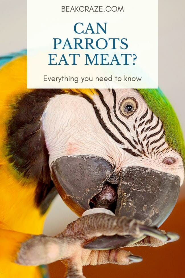Can parrots eat meat?