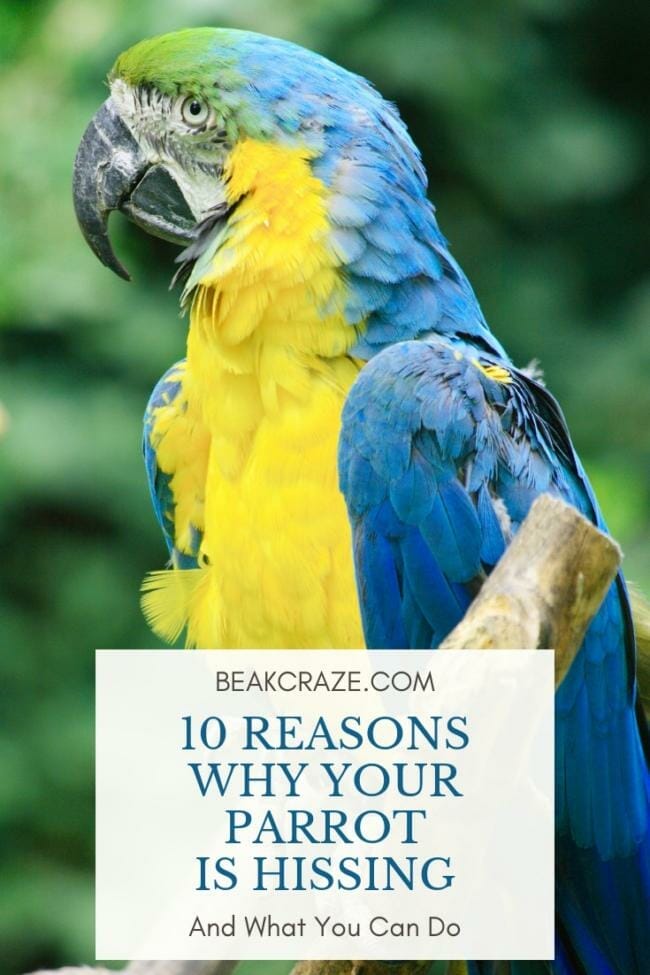 10-reasons-why-your-parrot-is-hissing