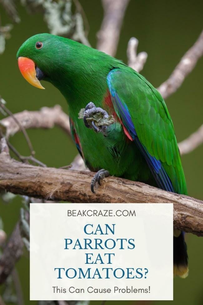 Can Parrots Eat Tomatoes?
