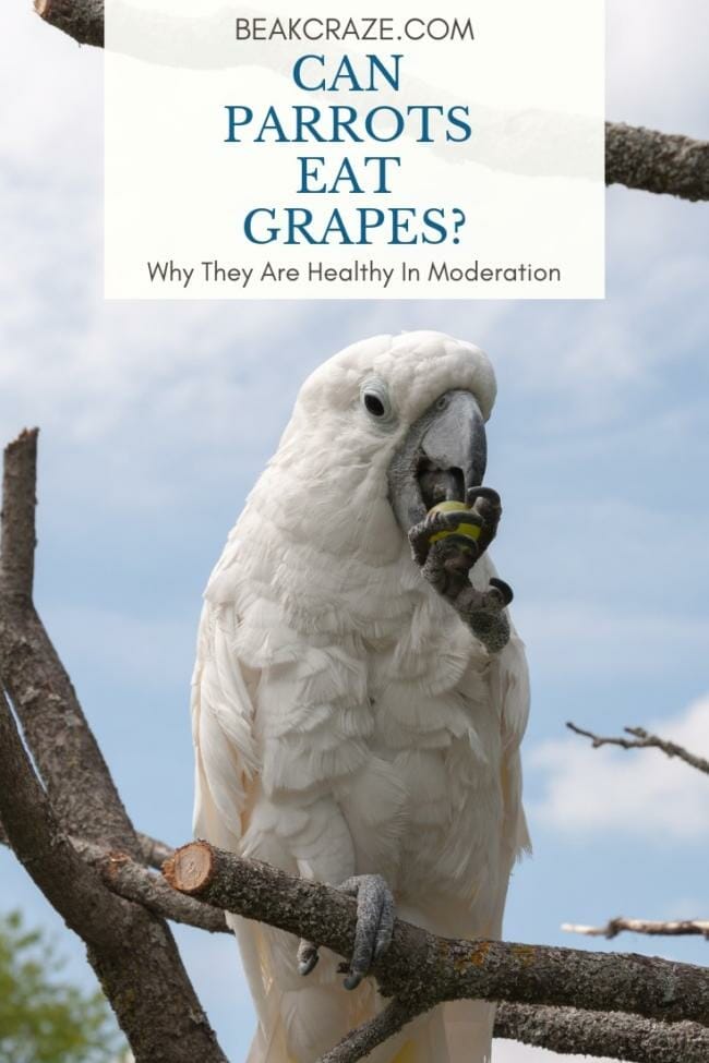 Can parrots eat grapes?