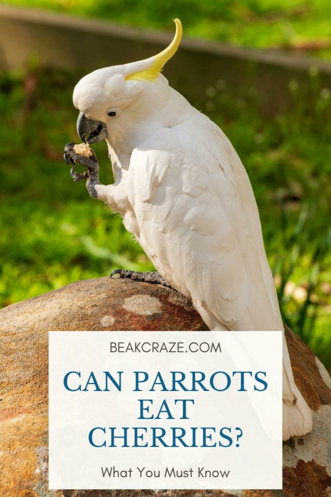 Are Cherries Safe For Parrots? What About Cherry Juice?