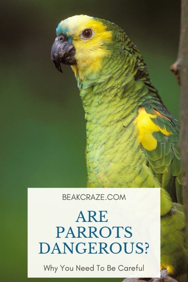Are Parrots Dangerous?