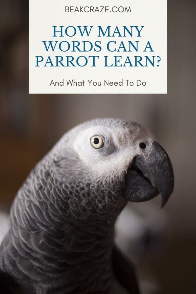 How many words can a parrot learn?