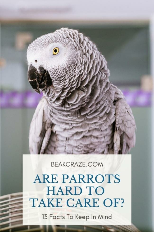 Are parrots hard to take care of?