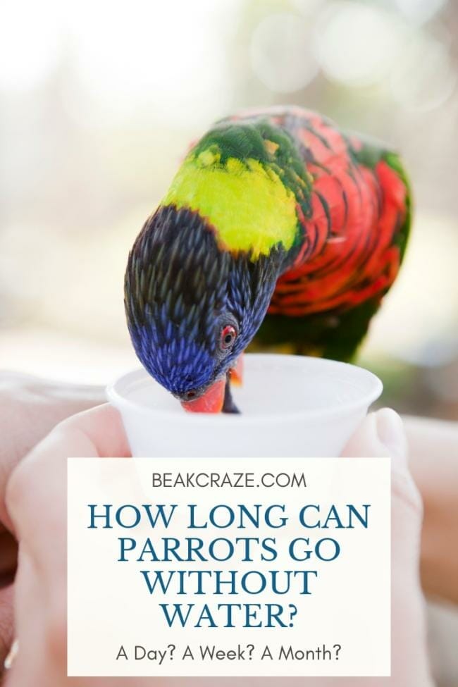How long can parrots go without water?