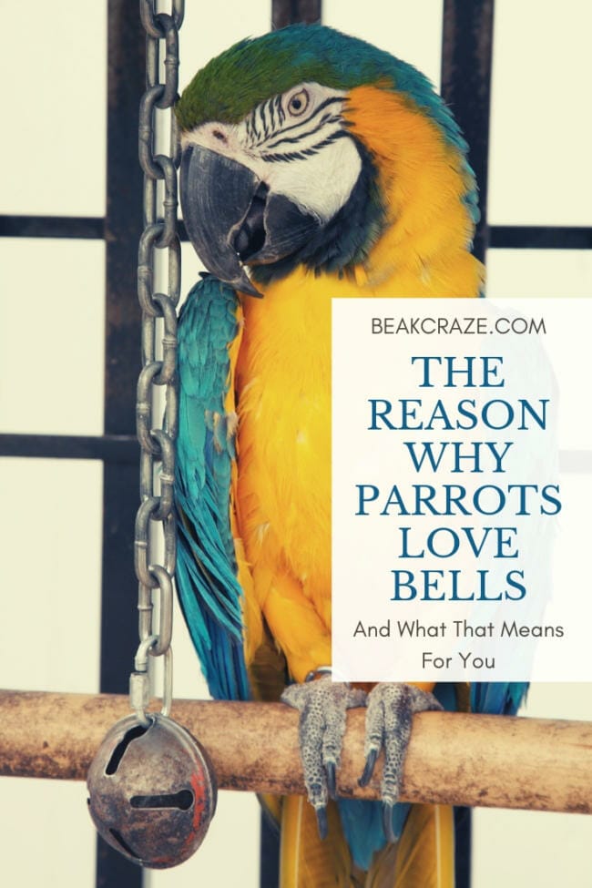 why do parrots like bells?