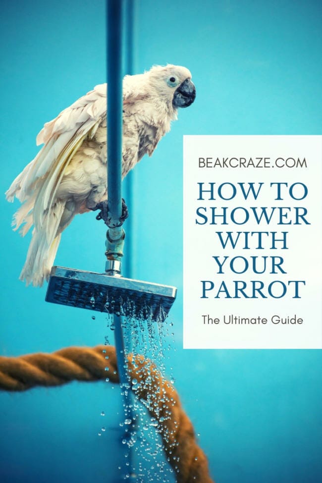 How to shower with your parrot