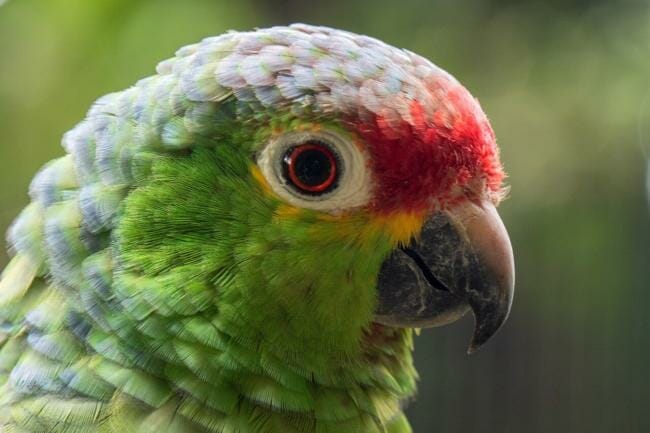 how much do parrots talk?
