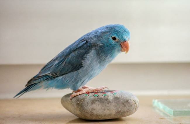 Can I keep parrotlets as a beginner?