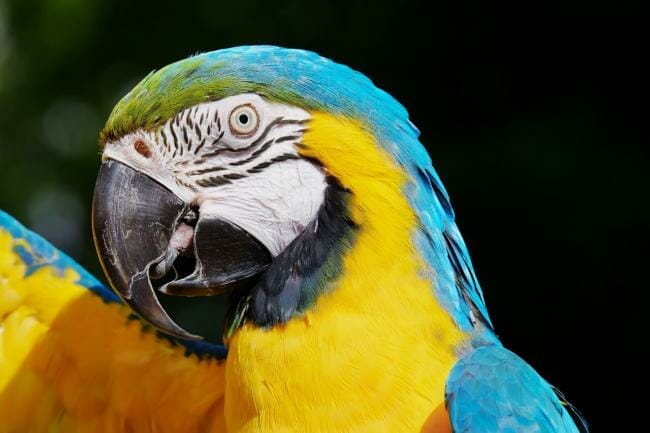 are parrots dangerous for kids?