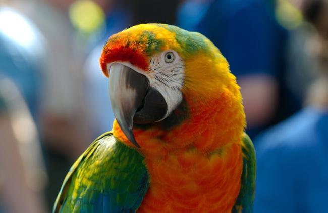 Are eggs safe for parrots to eat?