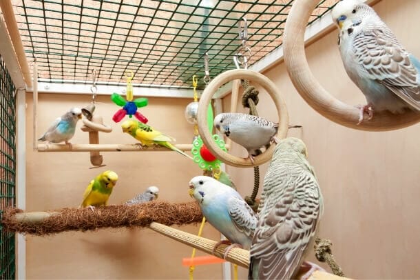 Budgie playing with hot sale toys