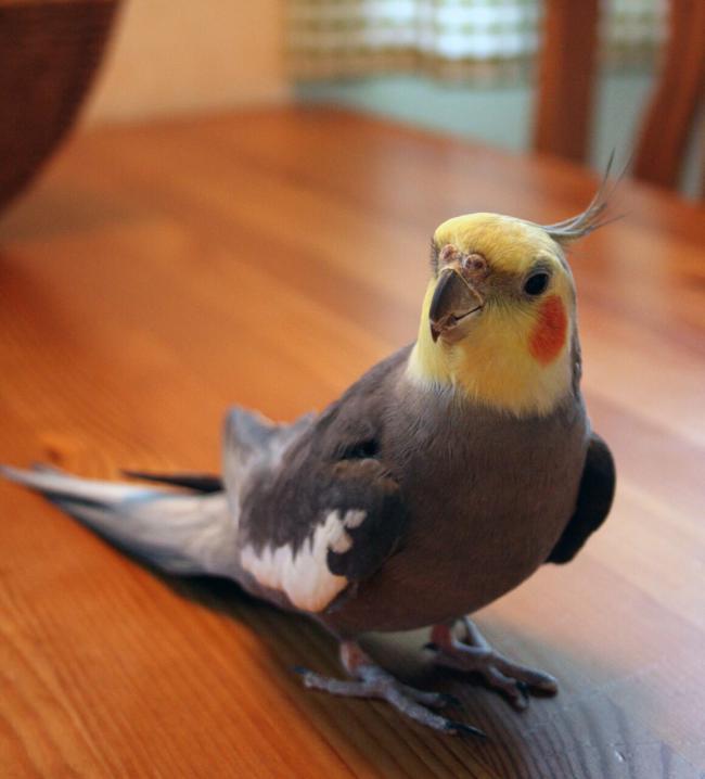 Can cockatiels survive for a week without food?