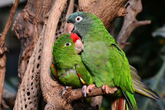 Can sand perches hurt a parrot's feet?