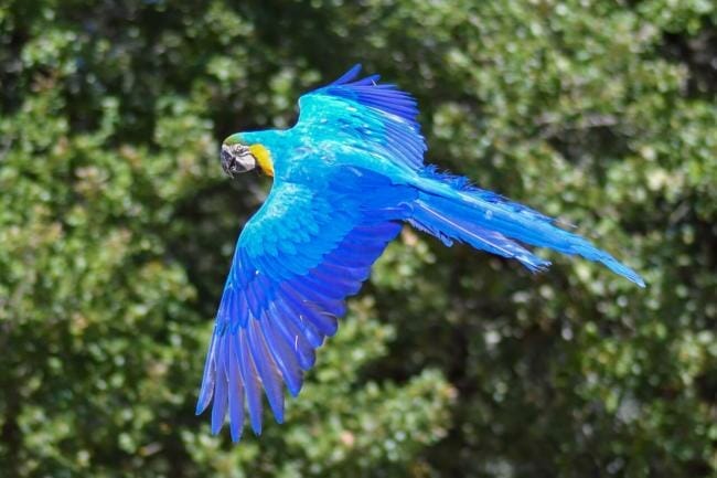 aggression in macaws