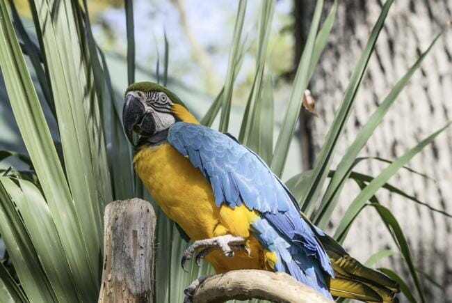 parrot head bobbing behavior