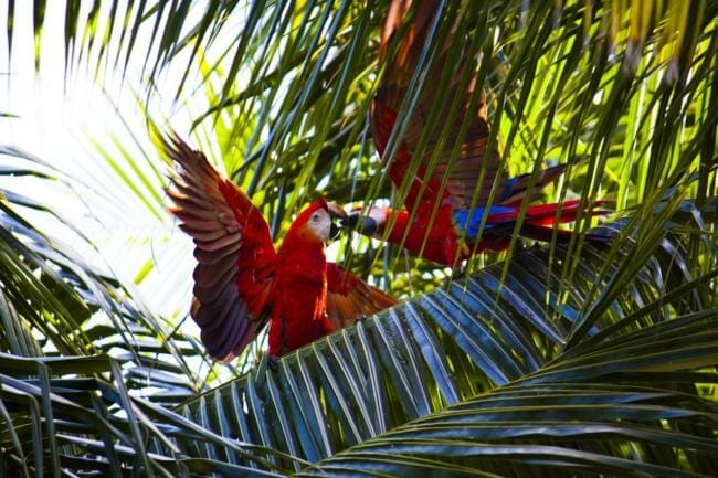 How Smart are macaws actually?